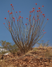 Ocotillo is drought deciduous. After rare desert rains, the plant grows leaves within 24 hours.